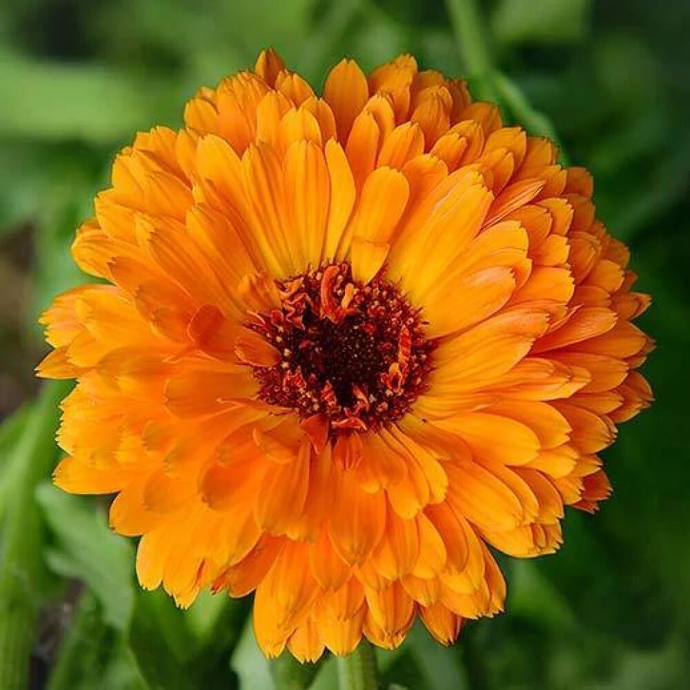 Orange Calendula Flower Seeds