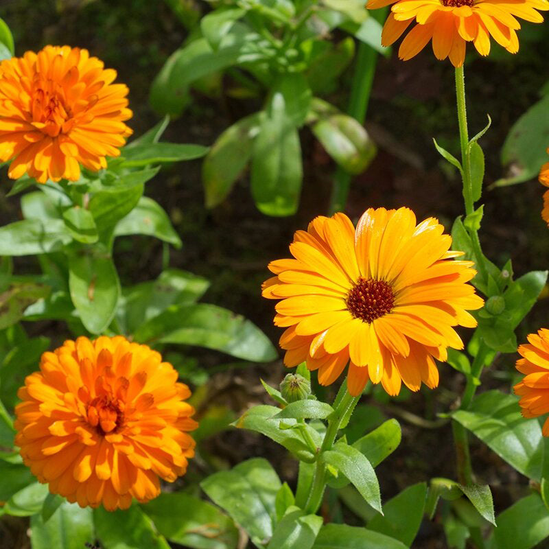 Orange Calendula Flower Seeds
