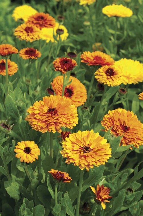 Mixed Calendula Flower Seeds