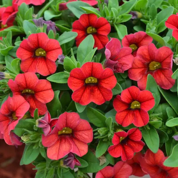 Red Calibrachoa Flower Seeds