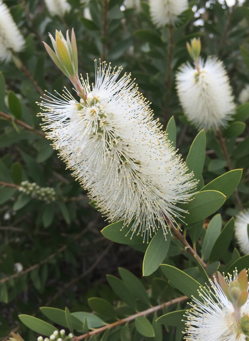 White Callistemon Flower Seeds