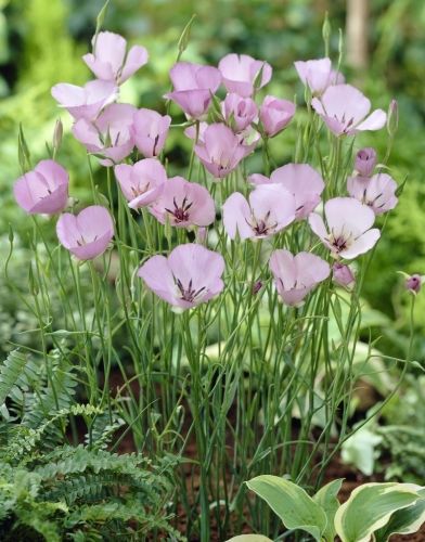 Caltha Flower Seeds - Heirloom Non GMO High Germination Garden Seeds
