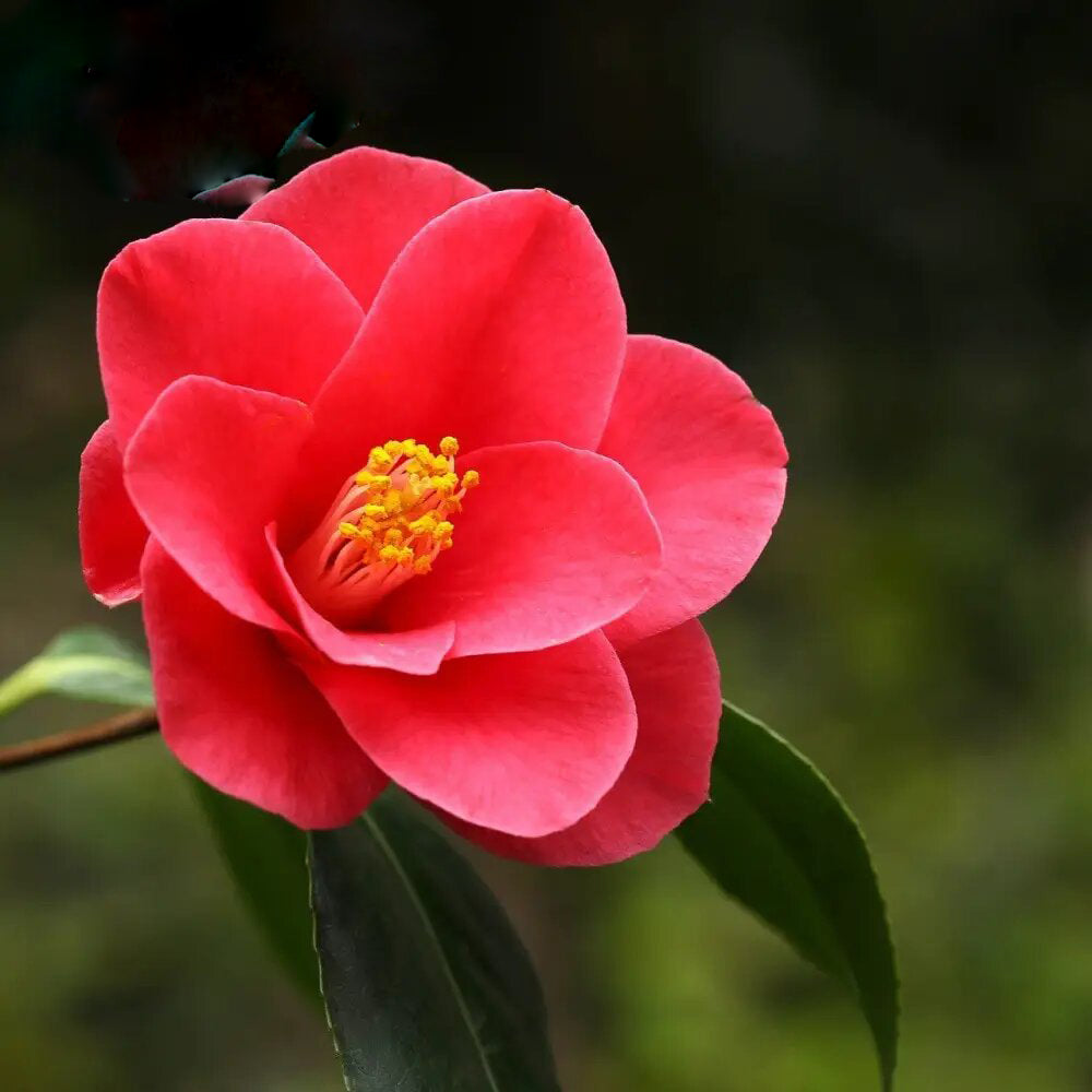 Red Camellia Flower Seeds