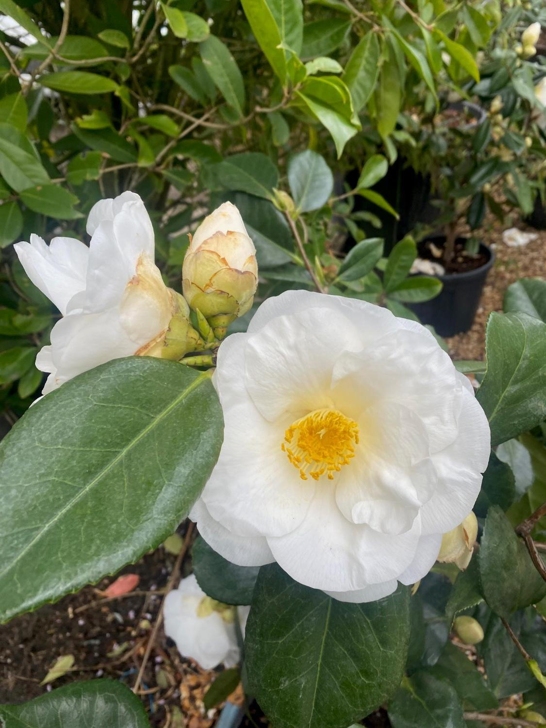 White Camellia Flower Seeds - Heirloom Non GMO Flower Seeds, High Germination Organic Garden Planting Seeds