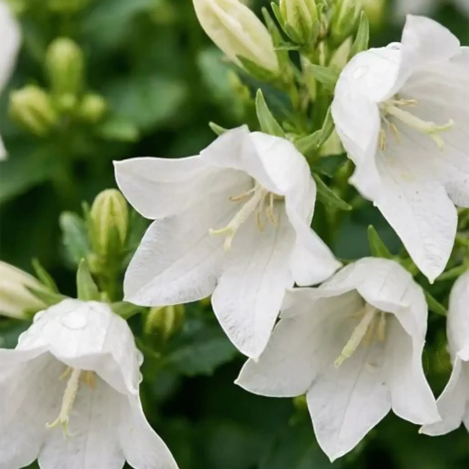 White Caps Campanula Flower Seeds - Heirloom Non GMO High Germination Garden Planting Seeds