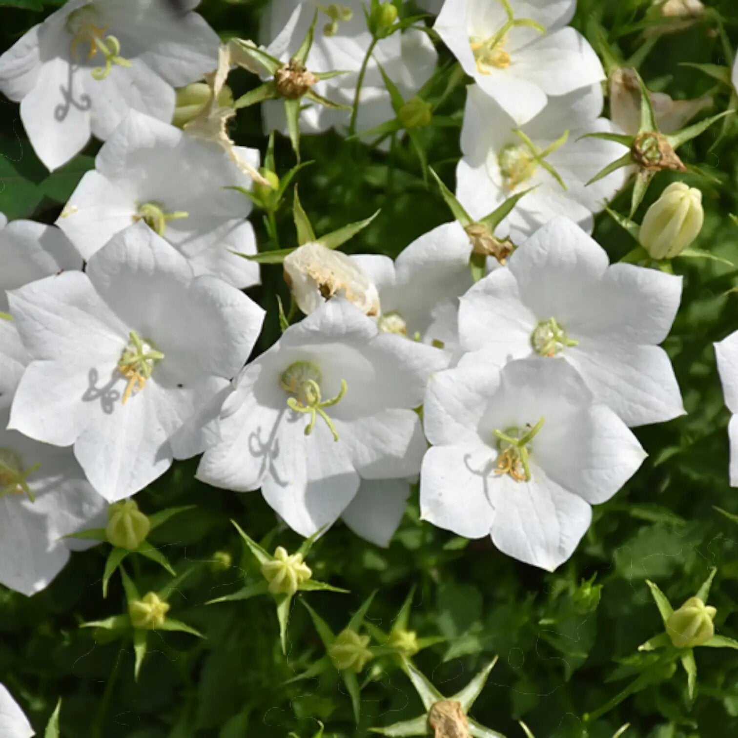 White Caps Campanula Flower Seeds