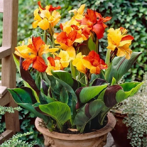 Canna Lily Starters Tangelo Canna Arizona Grown From