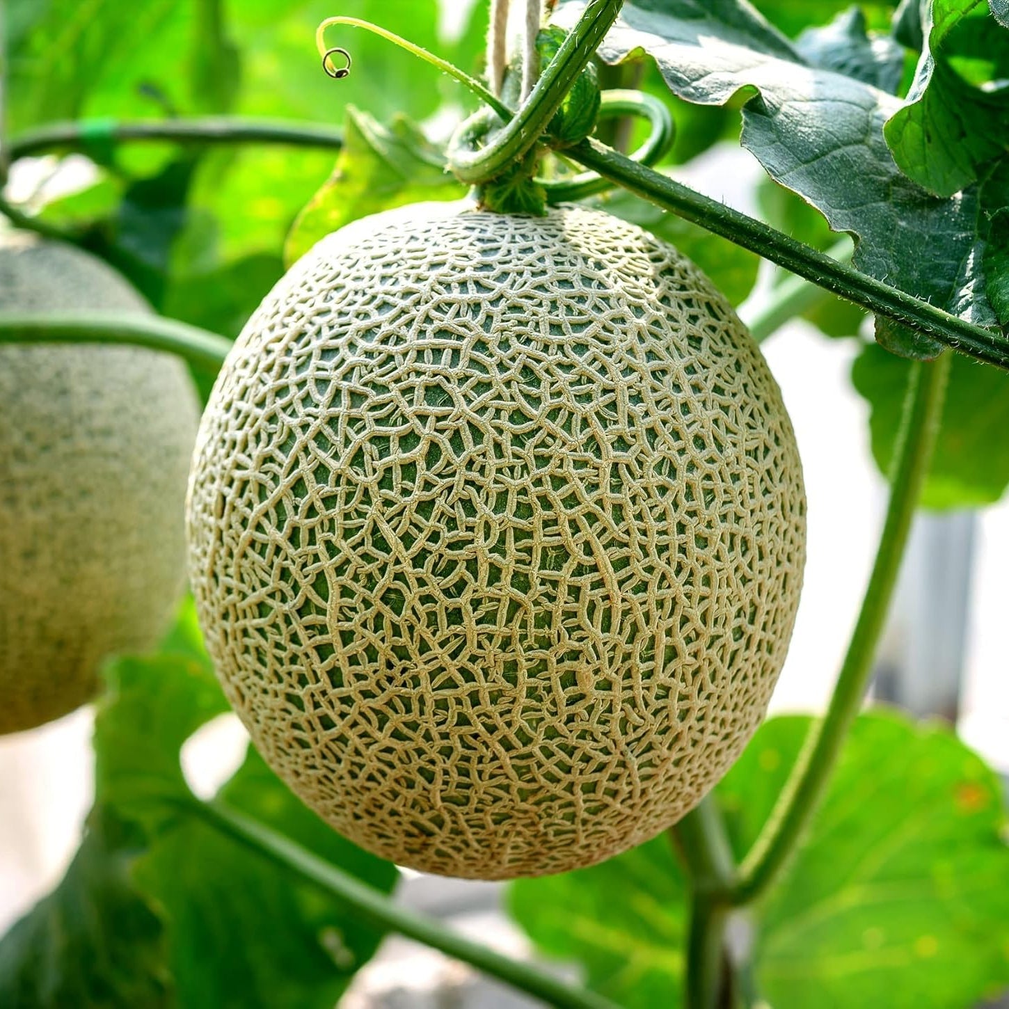 Cantaloupe Grey Fruit Seeds