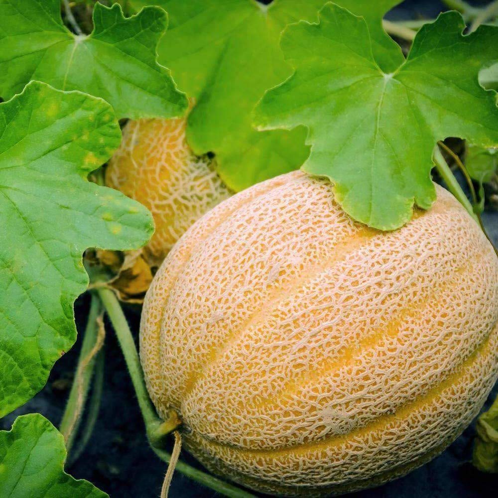 cantaloupe heart of gold melon juicy seeds