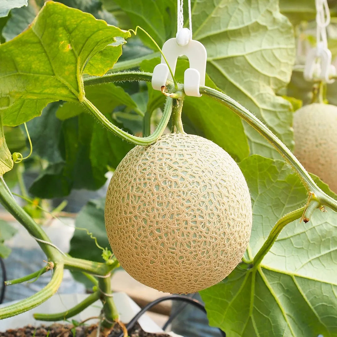 European Cantaloupe Melon Quality Juicy Fruit Seeds