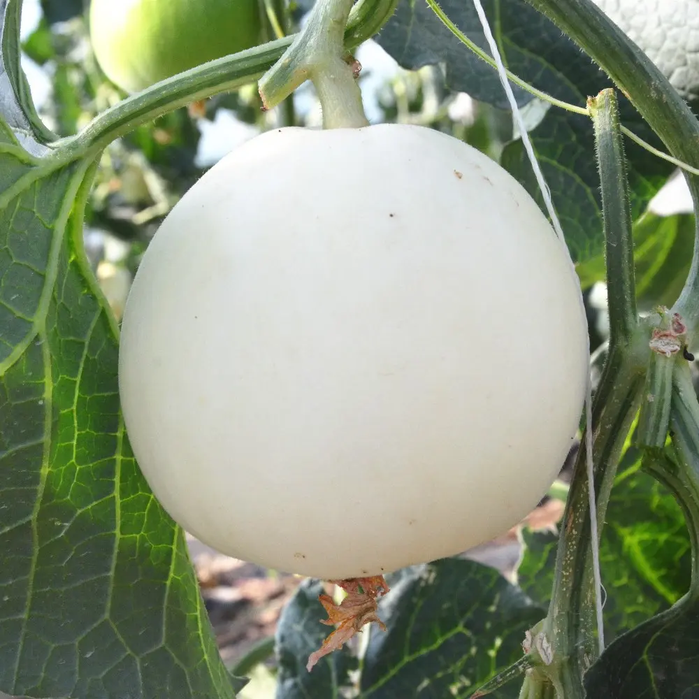 Cantaloupe White Fruit Seeds