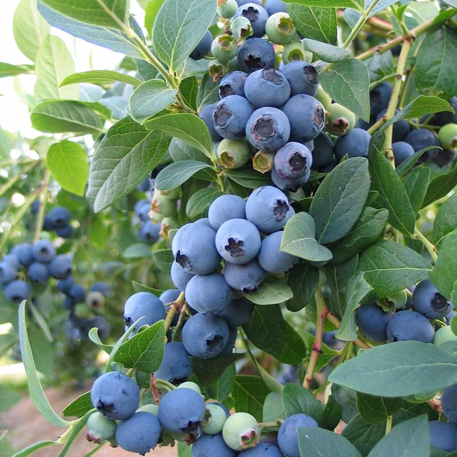 chandler blueberry vaccinium corymbosum fruit edible seeds