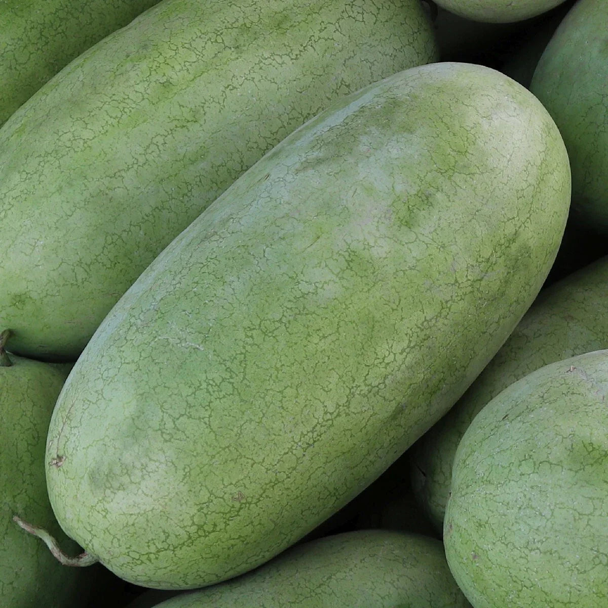 charleston gray watermelon citrullus lanatus fruit seeds