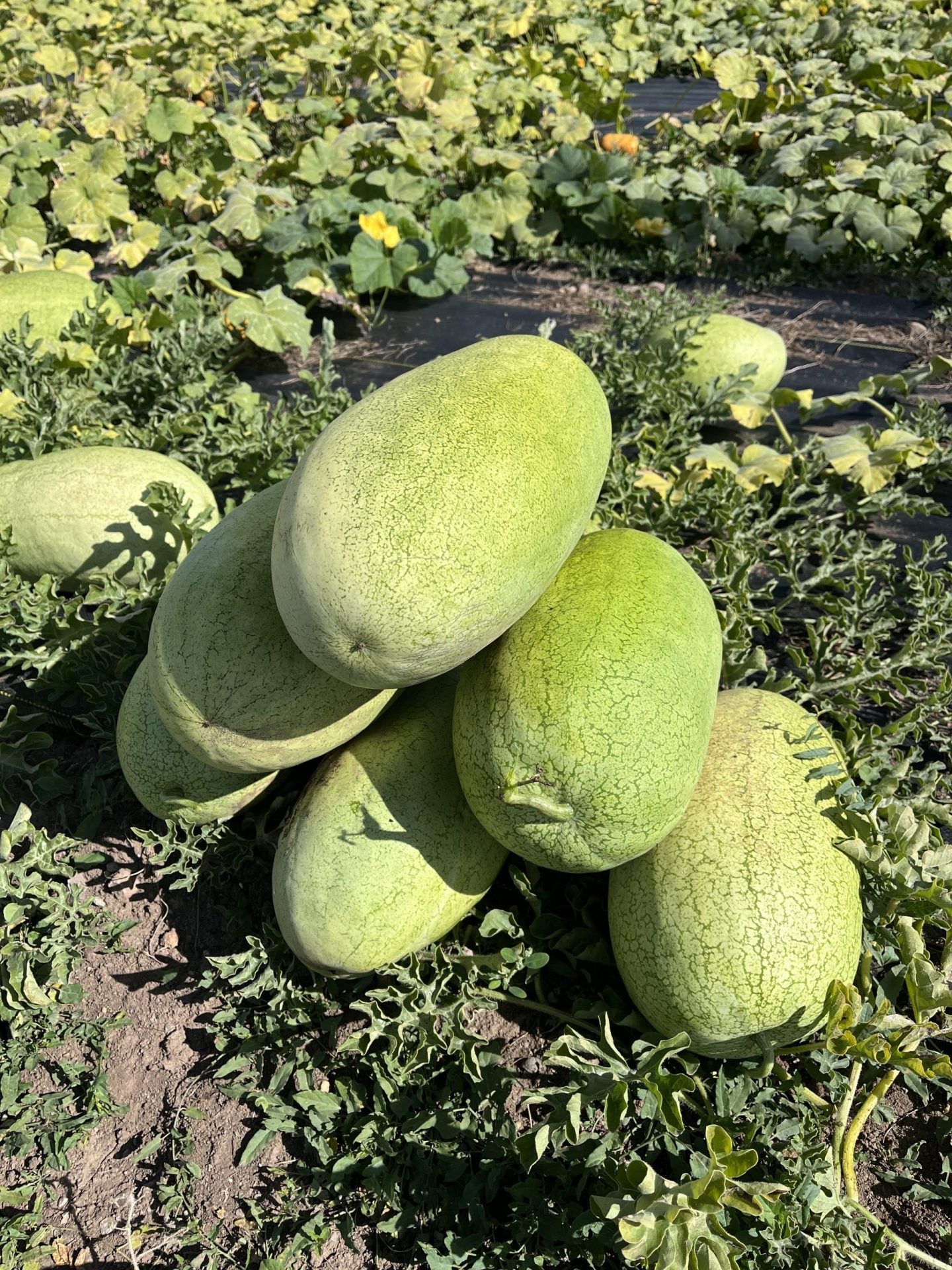 charleston jr watermelon compact sweet light green striped watermelons high organic Fruit Seeds organic garden seeds