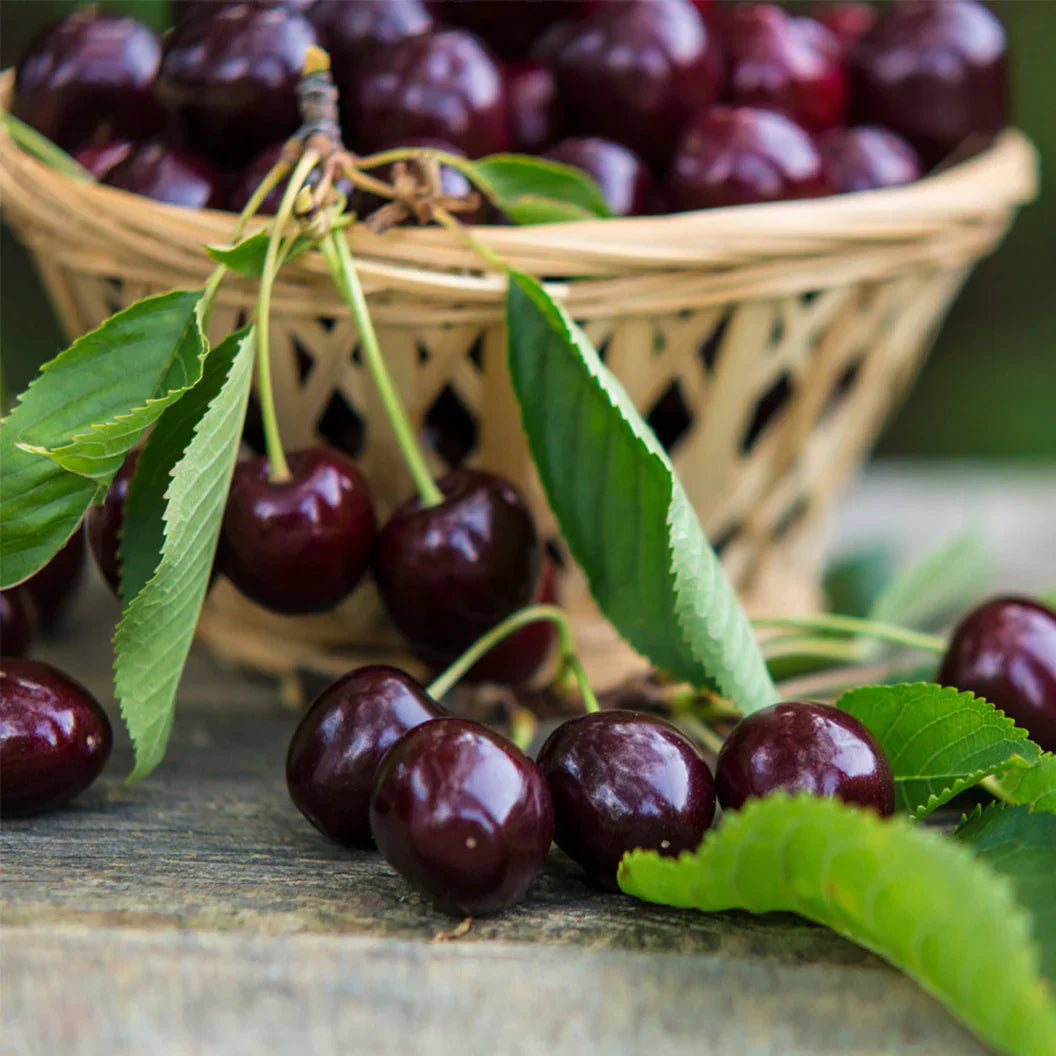 cherry prunus avium sweet black tartarian seeds