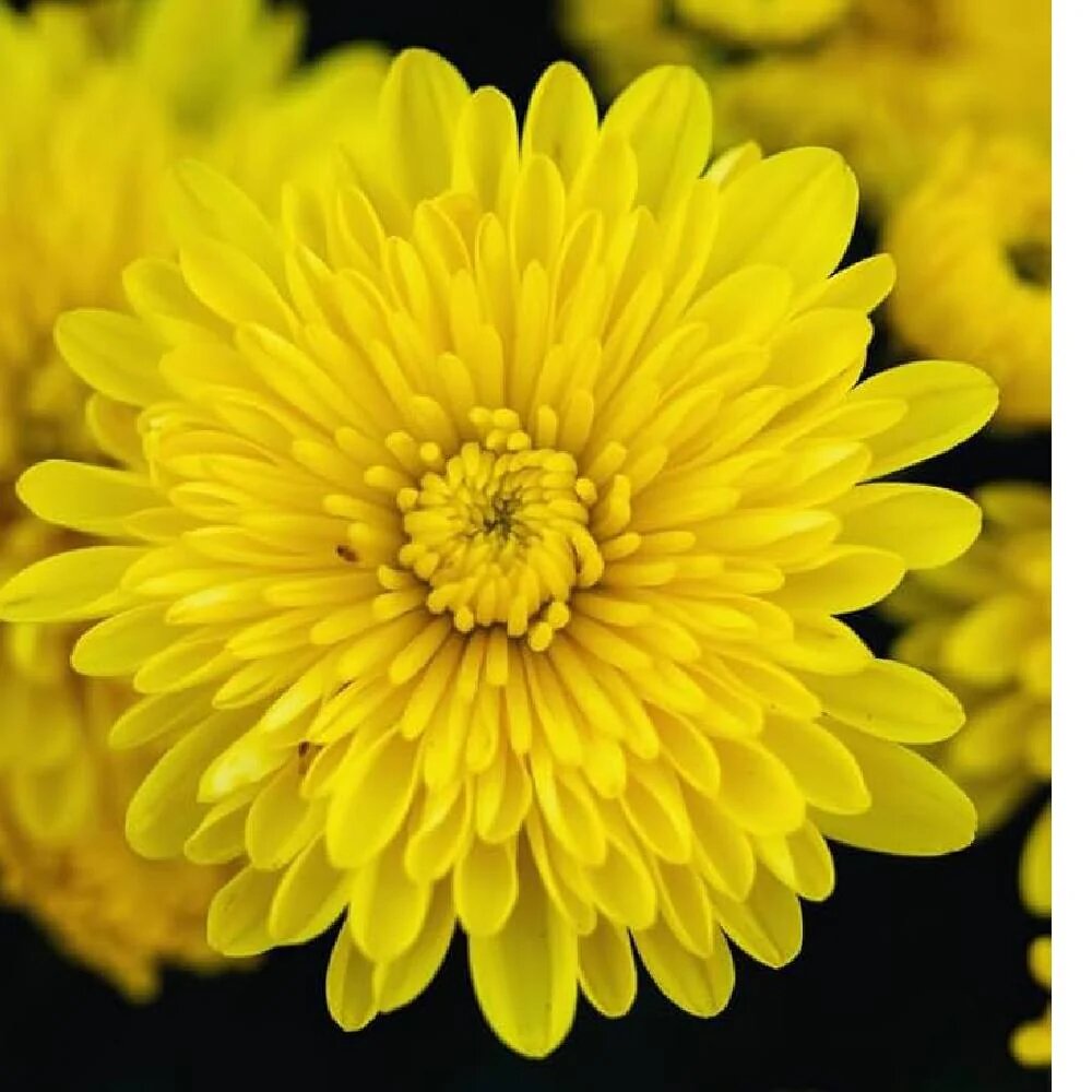 Yellow Chrysanthemum Flower Seeds