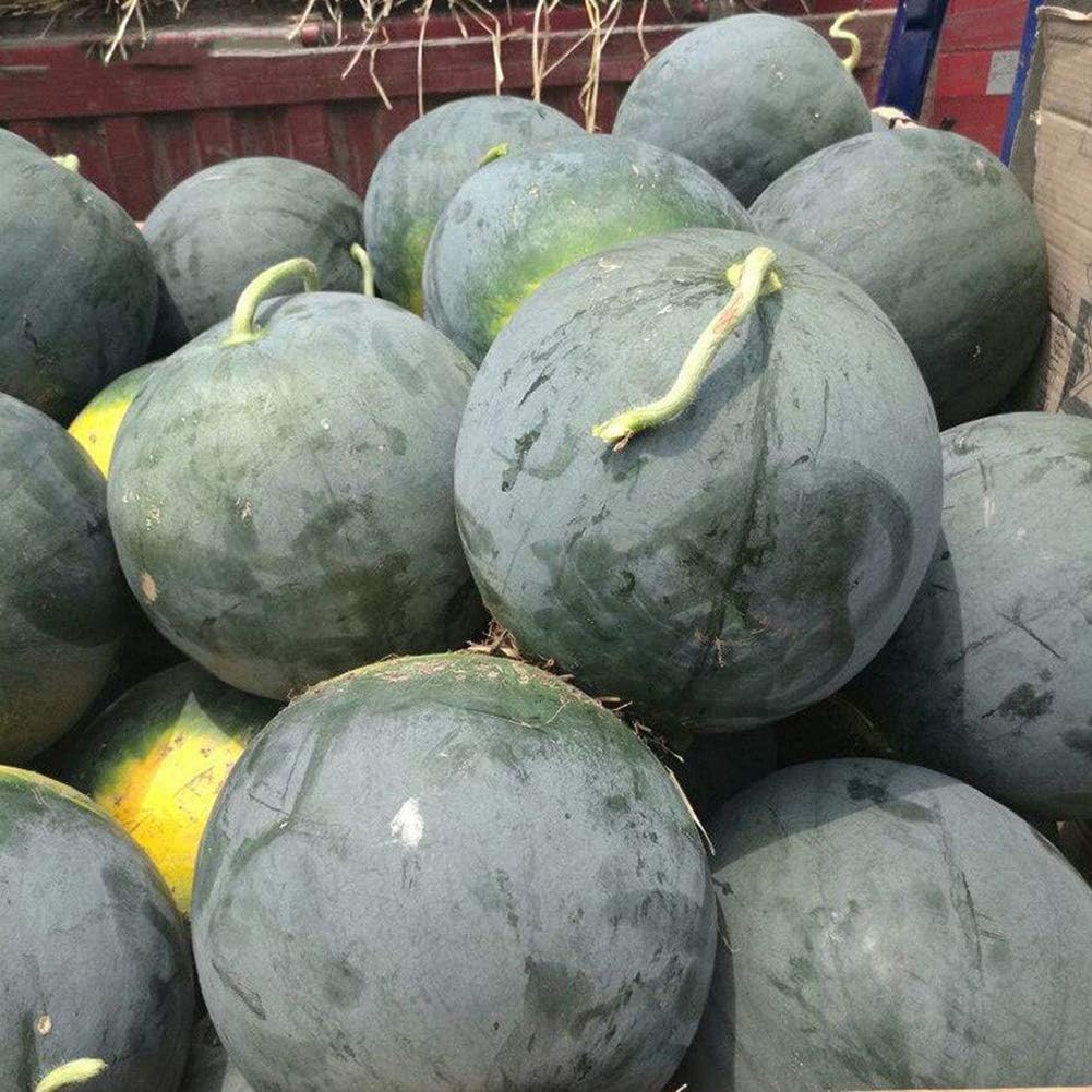 black watermelon citrullus lanatus fruit in seeds