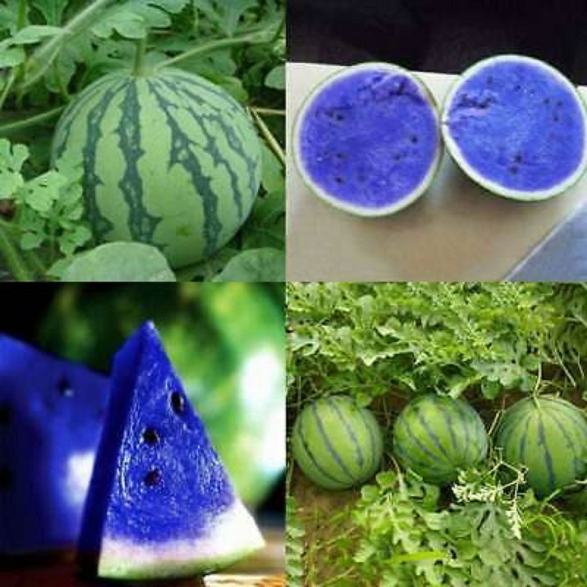 blue watermelon citrullus lanatus vegetable in seeds