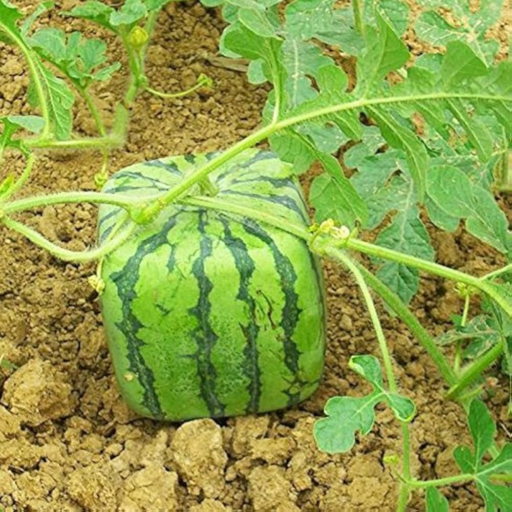 chinese watermelon citrullus lanatus fruit backyard seeds