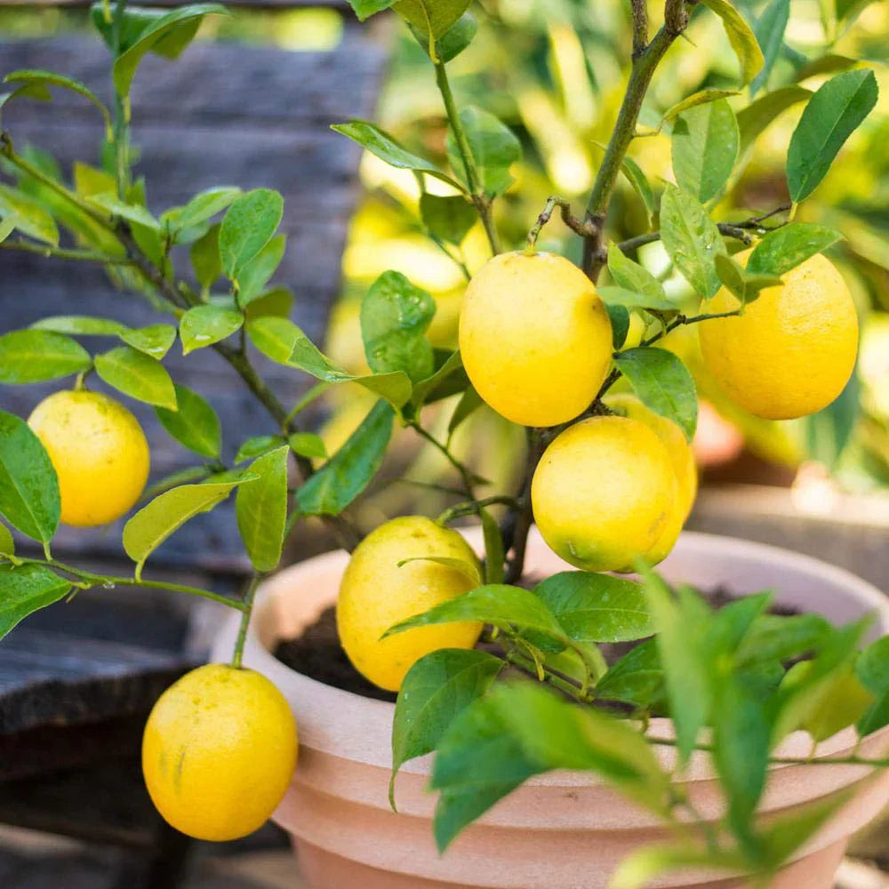 lemon citrus limon tree high survival seeds