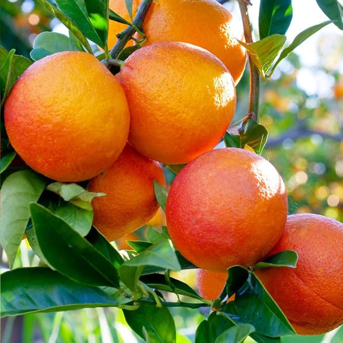 orange citrus sinensis bonsai sweet fruit seeds