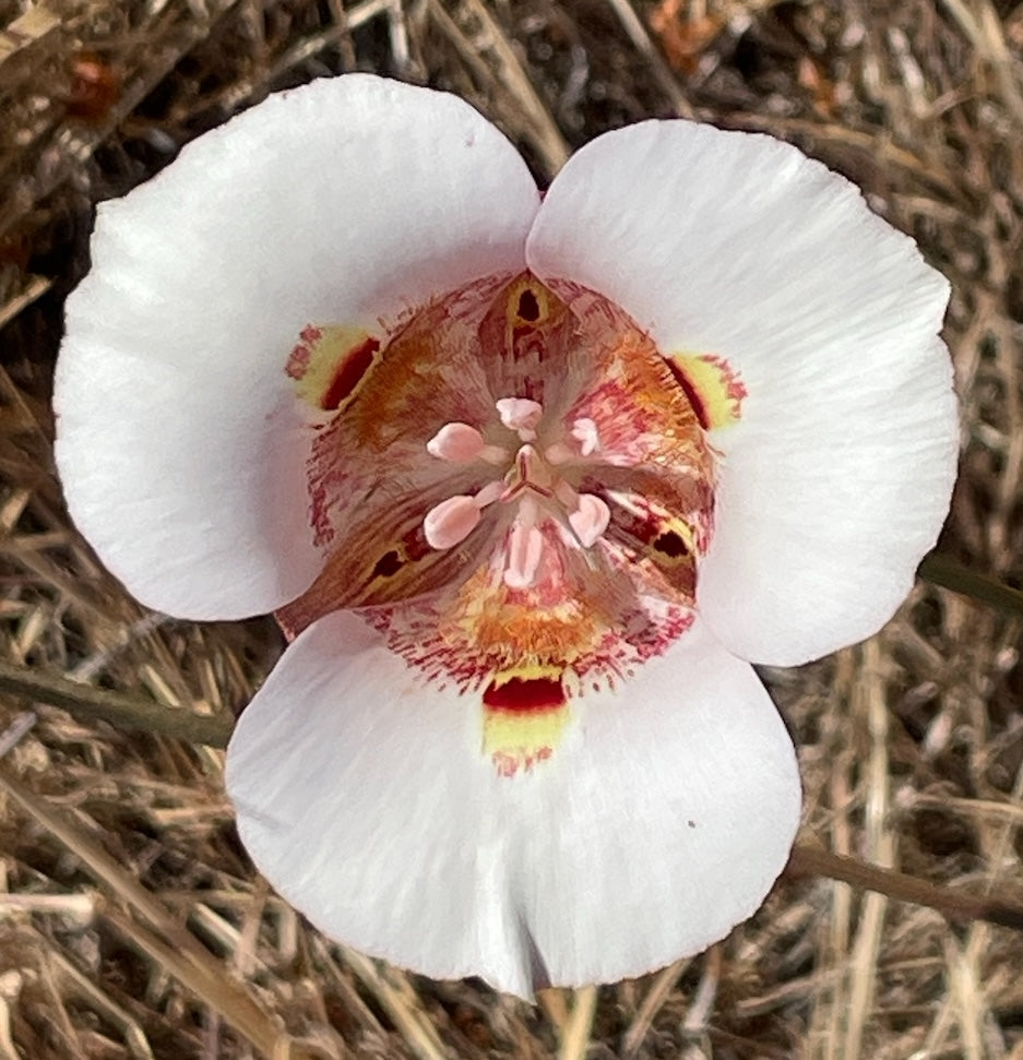 White Calochortus Flower Seeds - Heirloom Non GMO Flower Seeds, High Germination Organic Garden Planting Seeds