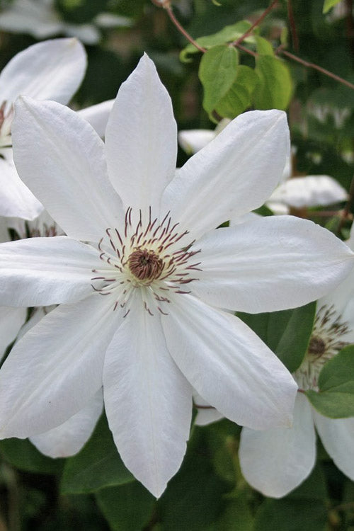 White Clematis Flower Seeds - Heirloom Non GMO Flower Seeds, High Germination Organic Garden Planting Seeds