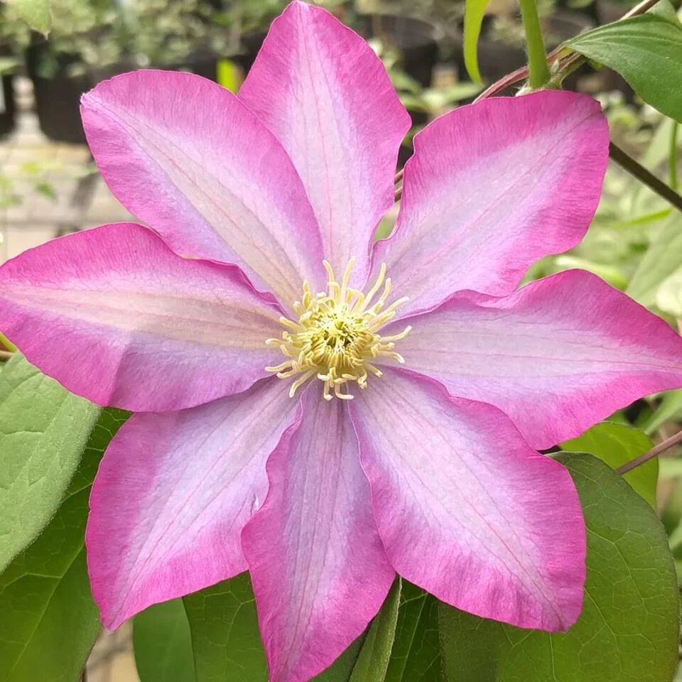 Pink Clematis Flower Seeds
