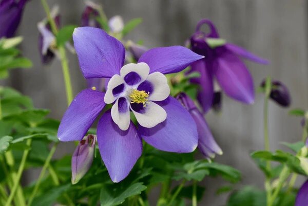 Aquilegia Flower Seeds