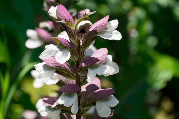 Acanthus Flower Seeds - Heirloom Non GMO High Germination Garden Planting Seeds