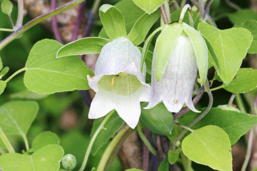 White Codonopsis Pilosula Flower Seeds