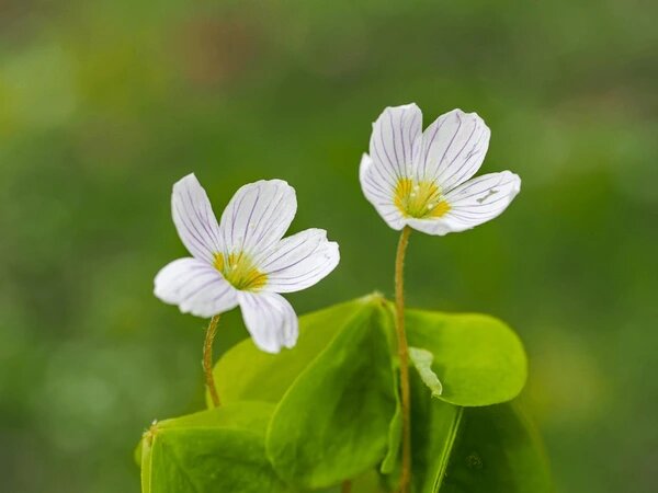 White Acetosella Flower Seeds - Heirloom Non GMO High Germination Garden Planting Seeds