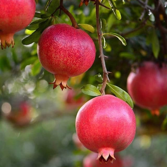 pomegranate punica granatum fruit suitable kitchen seeds