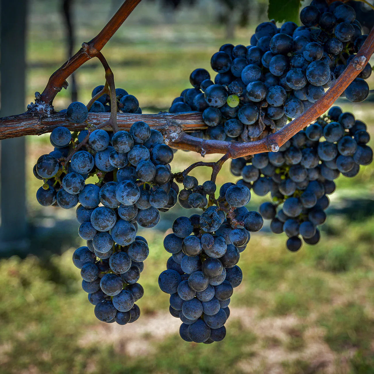 vitis labrusca concord grape Fruit seeds