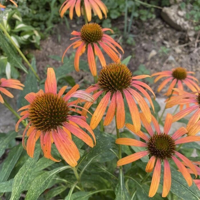 Orange Coneflower Seeds - Heirloom Non GMO High Germination Premium Flower Seeds for Home Garden