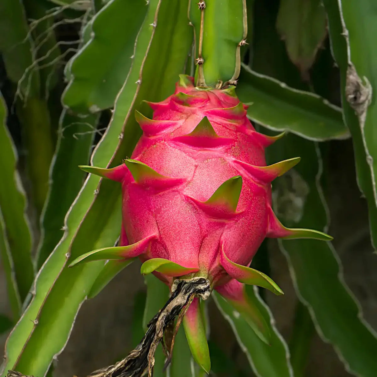 dragon fruit hylocereus costaricensis rare red seeds