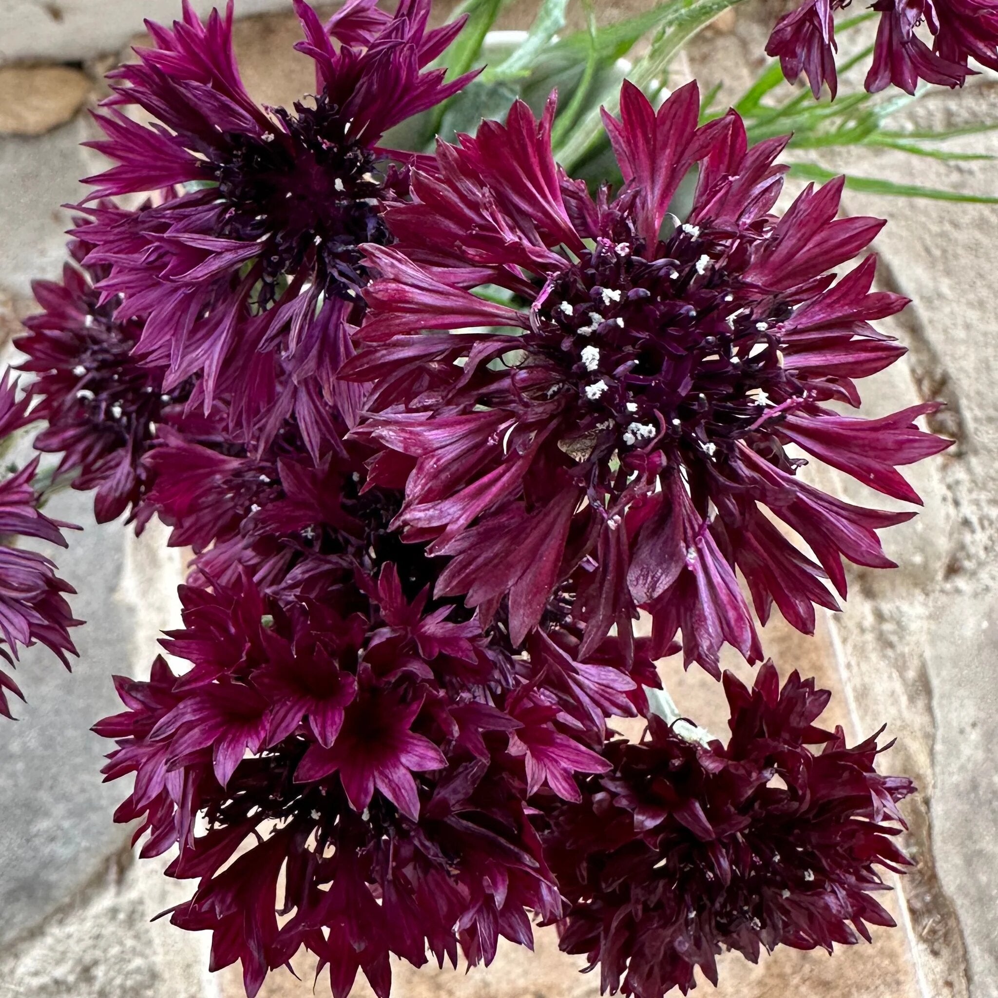 Purple Dark Centaurea Cyanus Flower Seeds - Heirloom Non GMO High Germination Premium Garden Seeds for Planting