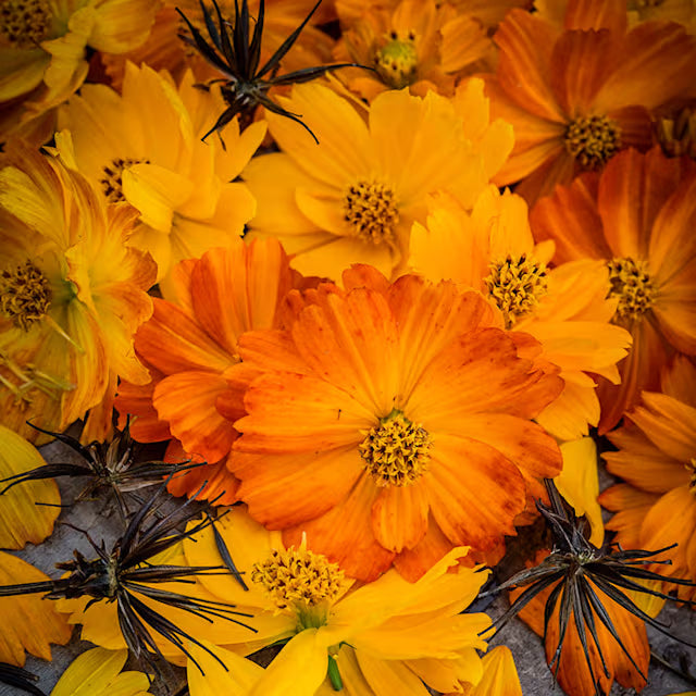 Bright Lights Cosmos
