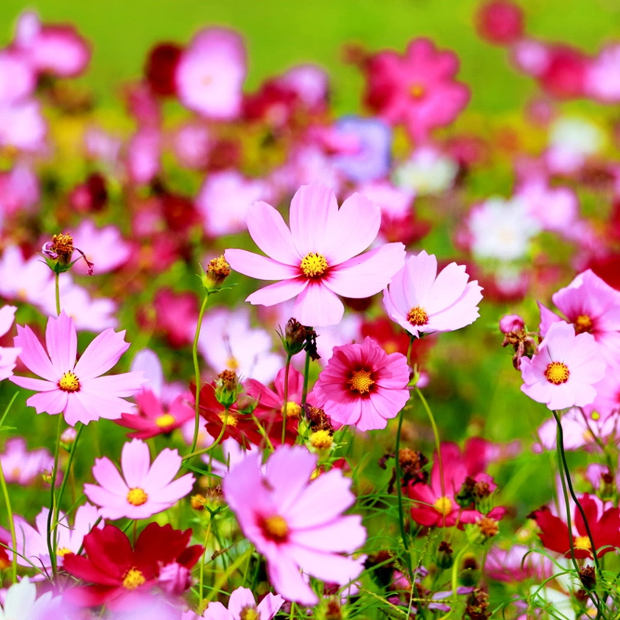 cosmos sensatsiya flower classic with large seeds