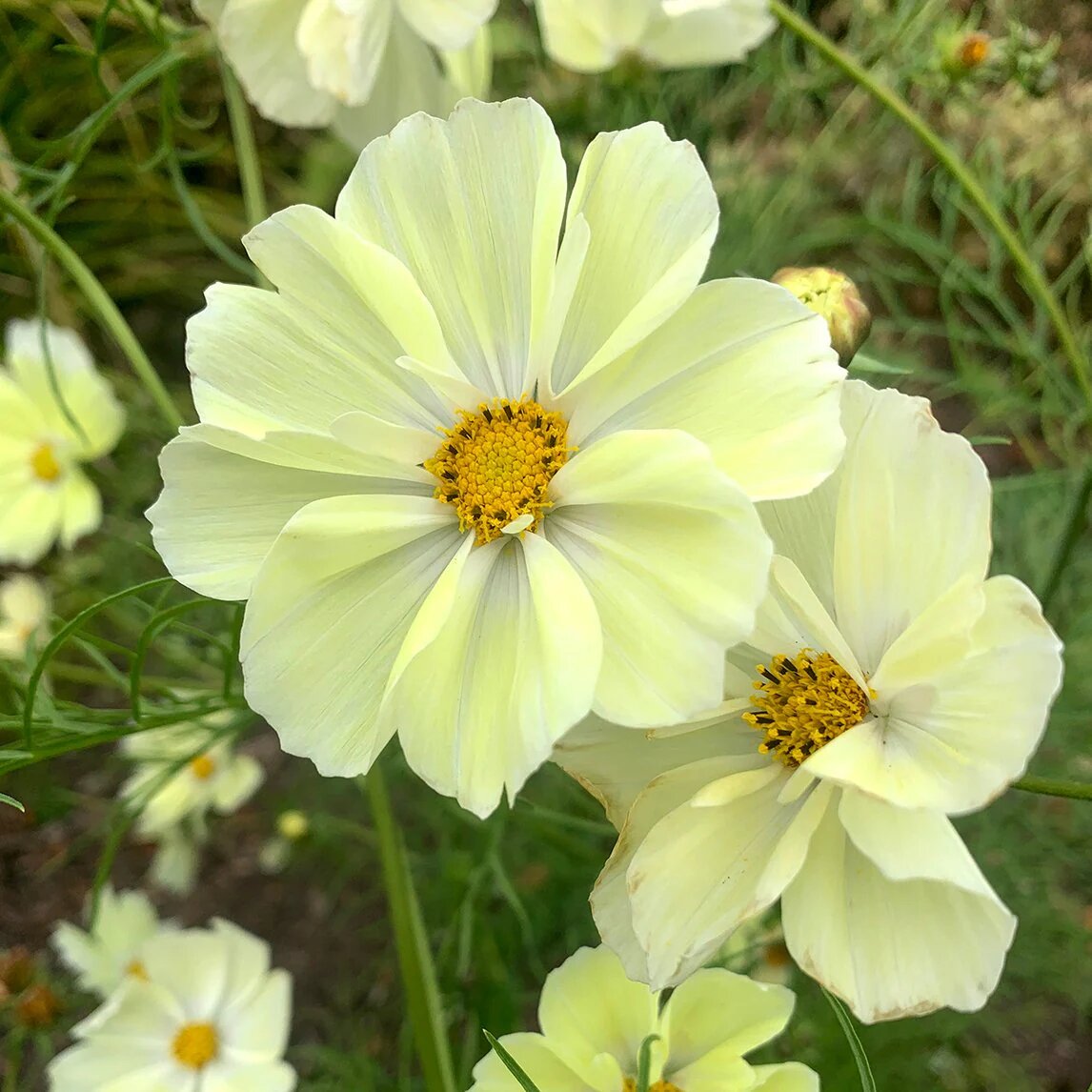 Pale Yellow Cosmos Flower Seeds