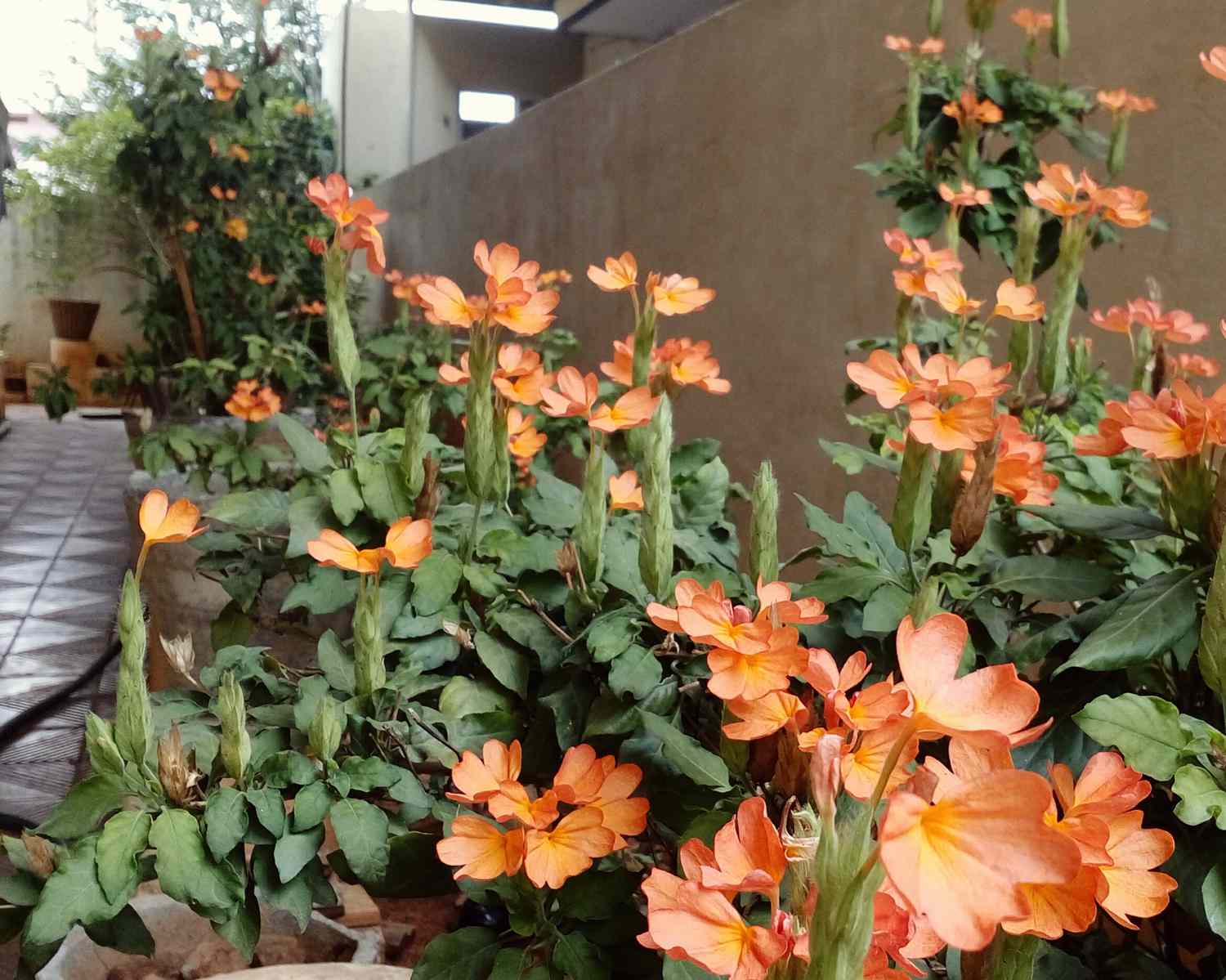 Orange Crossandra Flower Seeds - Heirloom Non GMO High Germination Flower Seeds for Home Garden Planting