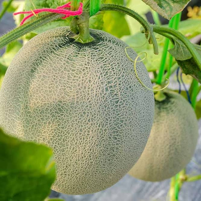 melon cucumis melo melemon hybrid fruit seeds