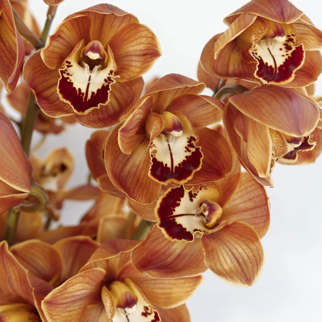 Brown Cymbidium Flower Seeds
