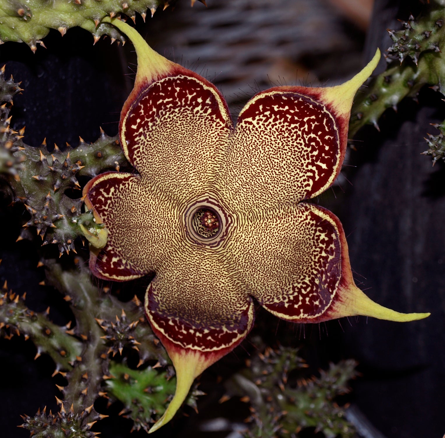 Edithcolea Grandis Flower Seeds