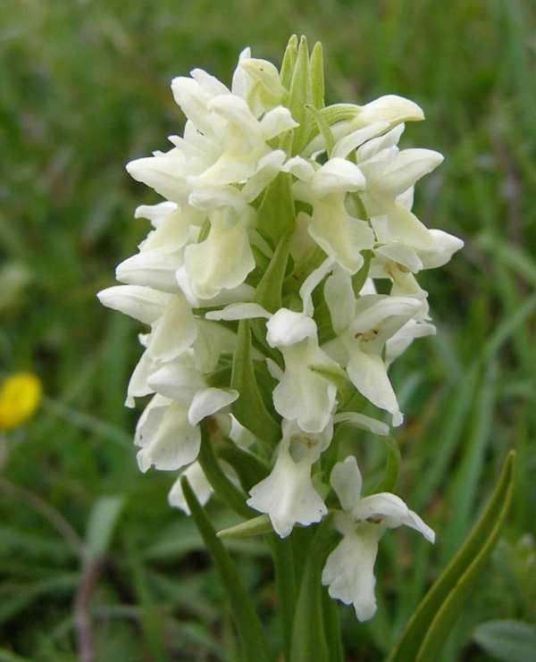 White Marsh Orchid Flower Seeds