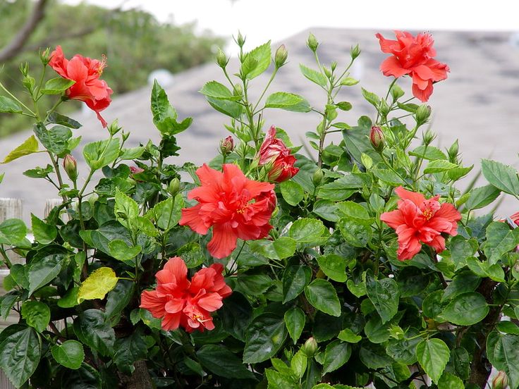 Red Double Hibiscus Flower Seeds