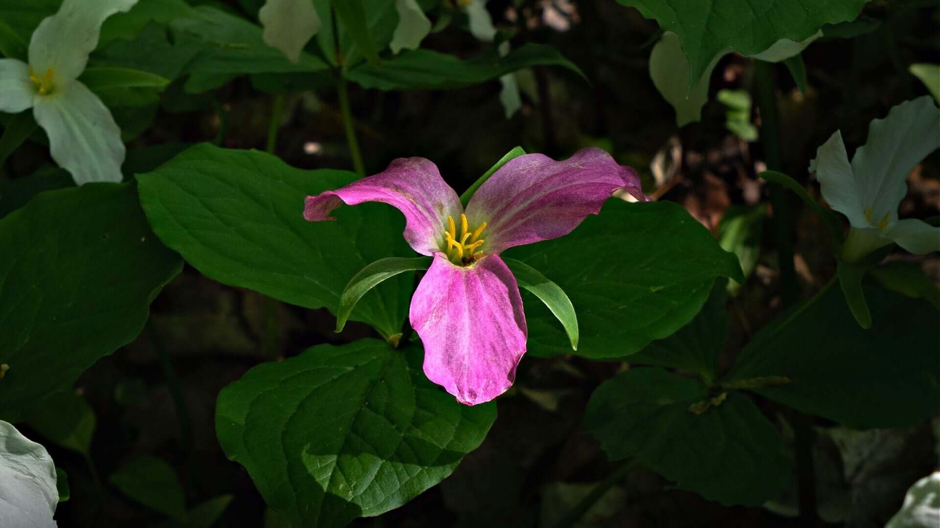 Dark Pink Trillium Flower Seeds - Heirloom Non GMO High Germination Premium Garden Seeds for Planting