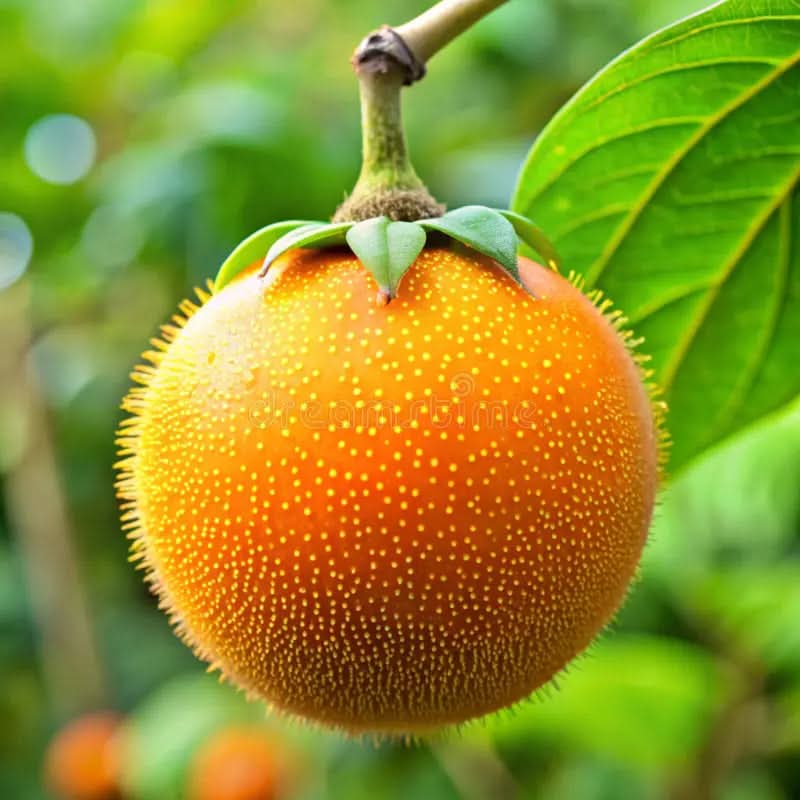 Naranjilla Fruit Cultivating Tart And Exotic Citrus Fruits At Home Gmo Free Fruit Seeds