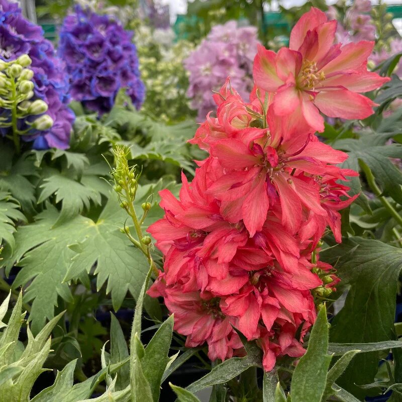 Red Delphinium Flower Seeds – Premium Floral Seeds Seeds for Planting