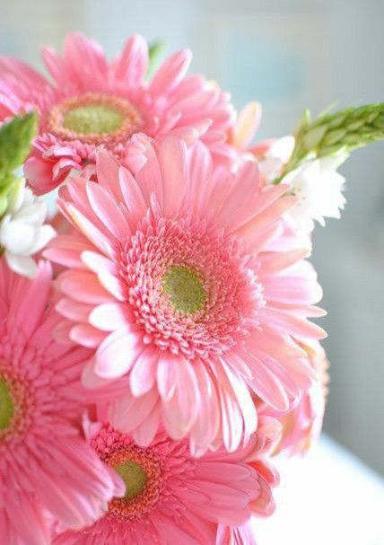Pink Daisy Flower Seeds - Heirloom Non GMO High Germination Premium Garden Seeds for Planting